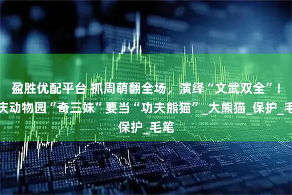 盈胜优配平台 抓周萌翻全场，演绎“文武双全”！重庆动物园“奇三妹”要当“功夫熊猫”_大熊猫_保护_毛笔